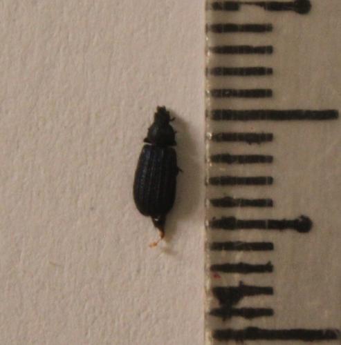 Réf. 206 295 : Falsomelyris opaca